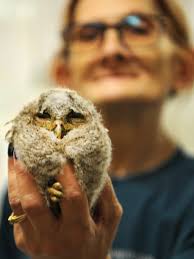 Bird rescue in need of help