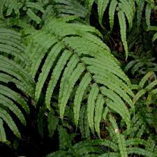 Image result for Blechnum tabulare