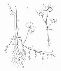 We did not find results for: Oxalis Stricta Wikipedia