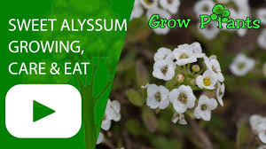 Sweet Alyssum Growing Care Eat Plant Information Climate Hardiness Zone Uses Growth Speed Water Requirement Alyssum Alyssum Flowers Plant Seedlings