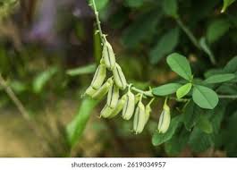 Image result for Crotalaria sphaerocarpa