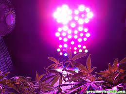 Pro grow 260 led grow light. 250w Led Grow Journal 9 3 Oz Harvest Grow Weed Easy