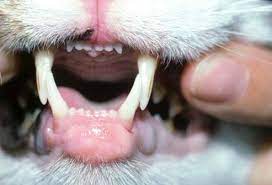 Cats Eosinophilic Granuloma Raised Ulcers Lesions On The Nose Lips Pads Of The Feet Face And Thighs Causes Include Food Aller Feline Online Vet Vet Help