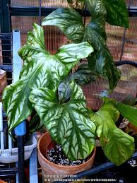 Image result for Cercestis