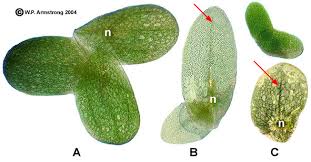 Image result for Lemna minor