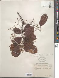 Image result for Hippocratea apocynoides