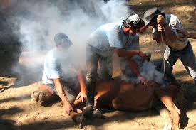 But did you check ebay? Livestock Branding Wikiwand