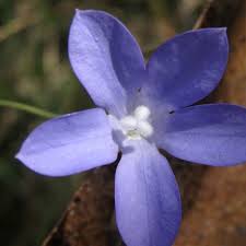 Image result for Wahlenbergia pulchella
