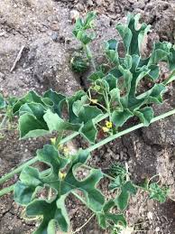 Image result for Cucumis myriocarpus