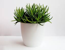 Image result for Senecio propior