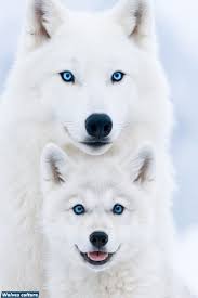 Grace in the silence of winter ❄️🐺