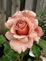 Pin On Roses