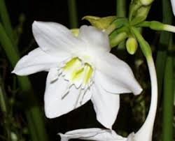 Maybe you would like to learn more about one of these? Eucharis Grandiflora Amazon Lily Easy To Grow Bulbs