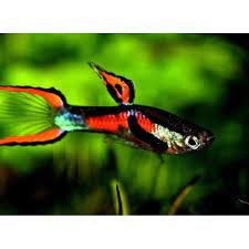 They seem to especially thrive in planted tanks, as this more closely mimics their natural environment. Ikan Hias Guppy Mini Red Endler Shopee Indonesia