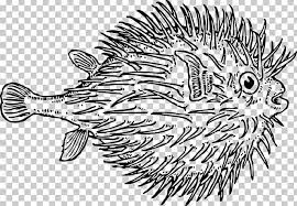 They're great for all ages. Pufferfish Fugu Drawing Png Clipart Art Artwork Black And White Blowfish Coloring Pages Free Png Download