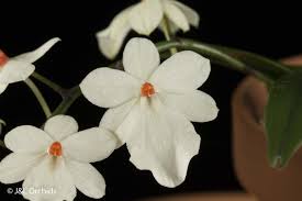 Image result for Aerangis stelligera