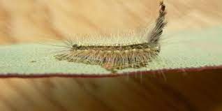 This Caterpillar Builds a Protective Hat From Old Heads