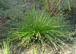 Image result for Isolepis