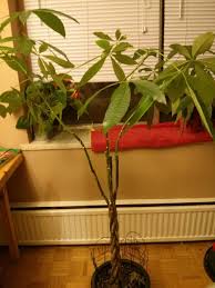 Image result for pachira obrázek