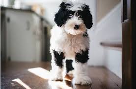 We aim to match our puppies with the perfect loving forever homes. Mini Sheepadoodle Online Shopping Mall Find The Best Prices And Places To Buy