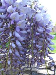 Image result for Wisteria sinensis