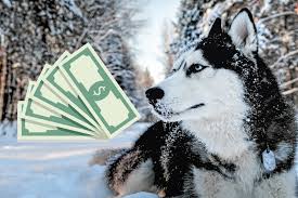 And will have high prices for as long as people buy expensive puppies. Husky Puppies Price In Usa And Overall Keeping Costs Nationwidedog