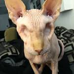 A hairless cat with no eyes enjoying a good eye socket ...