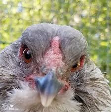 Why Do Chickens Bob Their Heads When They Walk Fresh Eggs Daily Chickens Backyard Chickens Pet Chickens