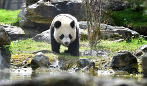 Maybe you would like to learn more about one of these? Yuan Meng Le Celebre Panda Du Zoo De Beauval A Deux Ans Saint Aignan 41110