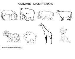 Fichas De Animales Mamiferos Naturales Funny Animal Videos Workout Programs Funny Quotes
