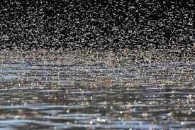 (la pl.) sărbătoare religioasă creştină, cu străvechi origini mitologice, provenind din ritualuri de pomenire a morţilor, care cade la 50. Rusaliile Insecte Universitatea Ecologica Din Bucuresti Facebook