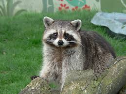 Raccoon Procyon Lotor Animals A Z Animals