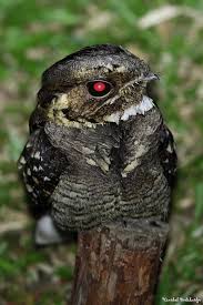 Creepy Bird With Big Mouth Large Tailed Nightjar Potoo Bird