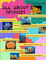 Porifera Infographic Justine Salas Mationg Biomes Sea Sponge Marine Biology