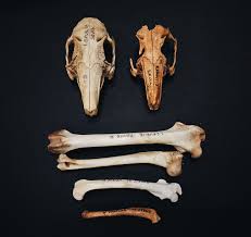 rabbit bones – Animal Archaeology