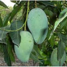 Mangga harum manis mempunyai isinya dengan warna kekuningan dengan aroma baunya yang kuat apabila masak. Anak Pokok Pokok Mangga Harum Manis Teknik Kahwin Cepat Berbuah Shopee Malaysia