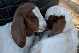 Maybe you would like to learn more about one of these? Imi Cumpar Capra Sapunuri Naturale