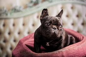 French bulldogs sport a short and smooth coat that should be relatively fine to the touch. Are French Bulldogs Smart French Bulldog Breed