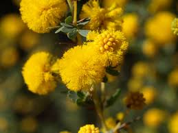 Image result for Acacia lasiopetala
