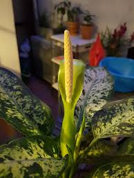 Image result for dieffenbachia flower