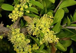 Image result for Dovyalis lucida