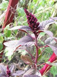 Pin On Veg Amaranth