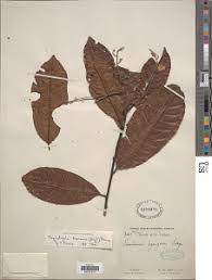 Image result for Magnistipula