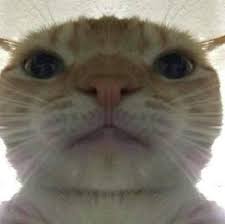Retarded Pics On Instagram Oh No The Lord Has Come Again Funny Animal Memes Animal Memes Animals