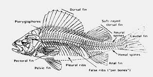Quality And Quality Changes In Fresh Fish 3 Biological Aspects