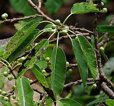 Image result for Ficus virens