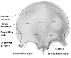 Image result for Frontal Bone