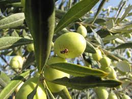 Mouche De L Olivier Les Huiles D Olive Robert Maison Familiale Fondee A Nimes En 1880