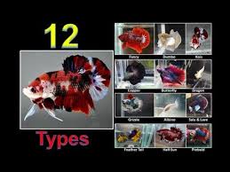 Betta or siamese fighting fish is considered as one of the most colourful and vibrant freshwater fish. 12 Types Of Betta Fish Names Colors And Tails Part 2 Youtube