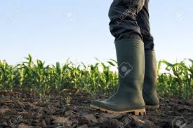Agricultor En Botas De Goma De Pie En El Campo De Cultivo De Maiz De Maiz Fotos Retratos Imagenes Y Fotografia De Archivo Libres De Derecho Image 80172409